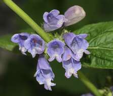 Nepeta subsessilis Maxim. resmi