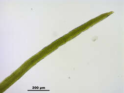 Image of Fragile tortella moss