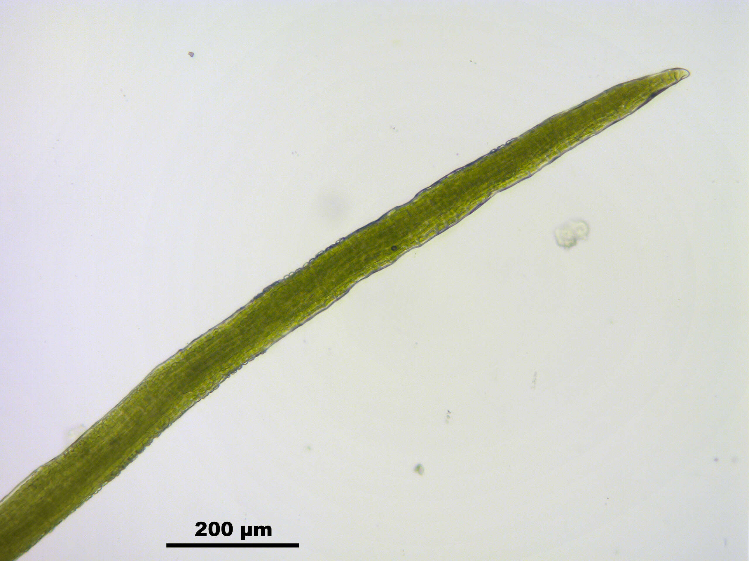 Image of Fragile tortella moss