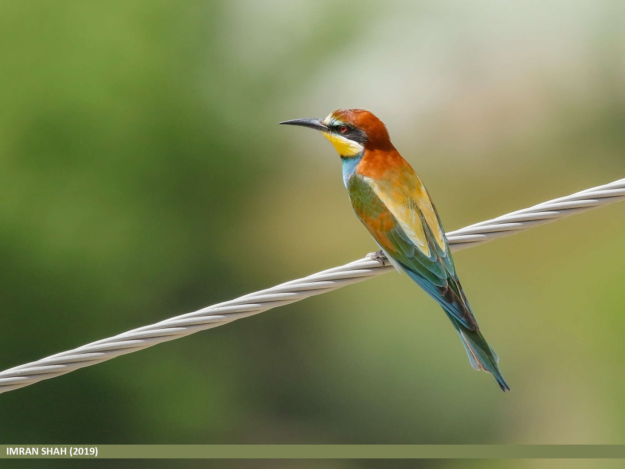 Image of bee-eater, european bee-eater