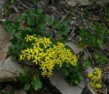 Image of creeping groundsel