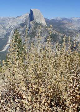 Image de Brickellia californica (Torr. & A. Gray) A. Gray