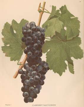 Image of wine grape