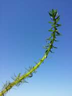 Image of twoleaf watermilfoil