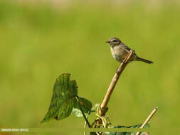 Image of Mountain Chiffchaff