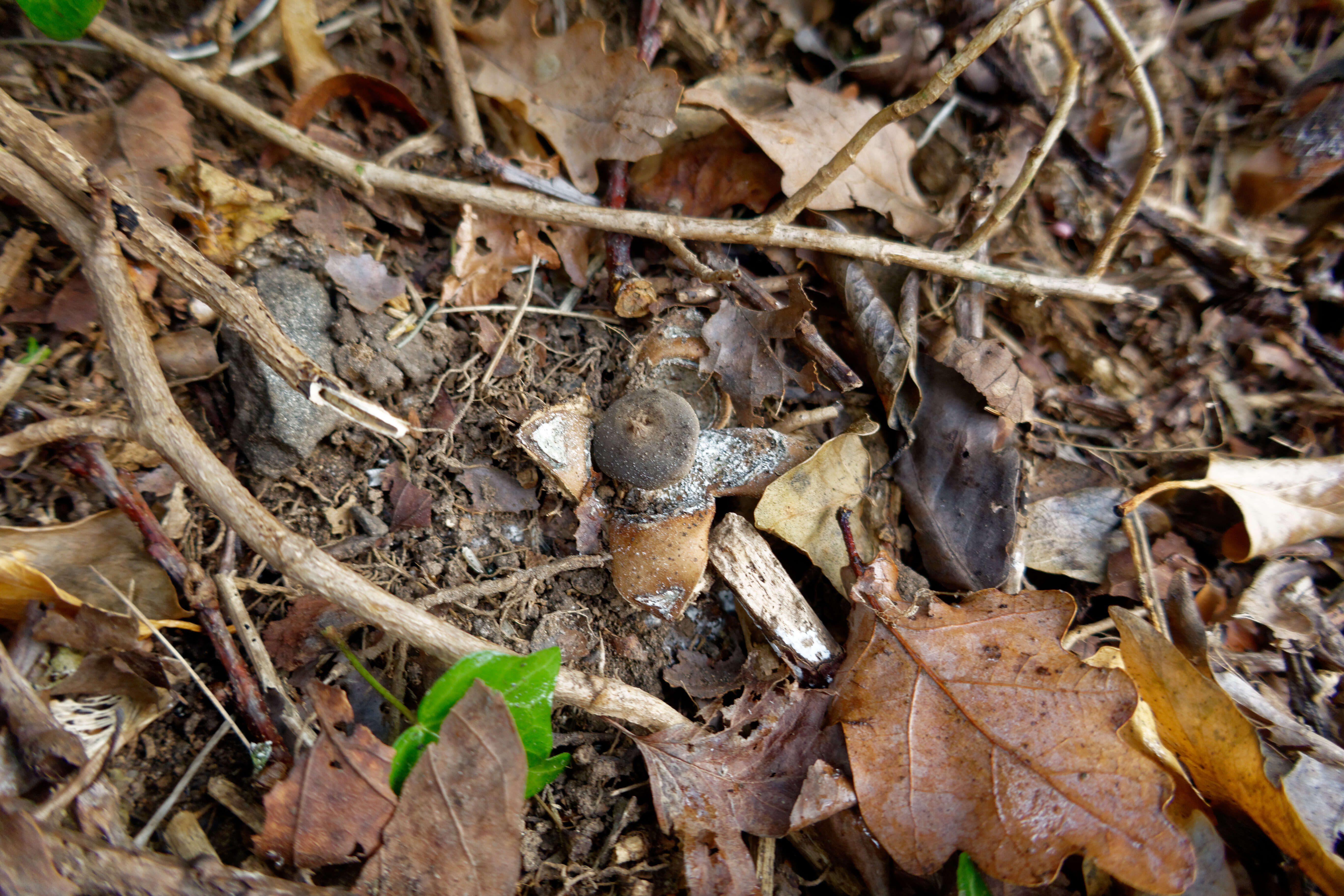 Imagem de Geastrum fornicatum (Huds.) Hook. 1821