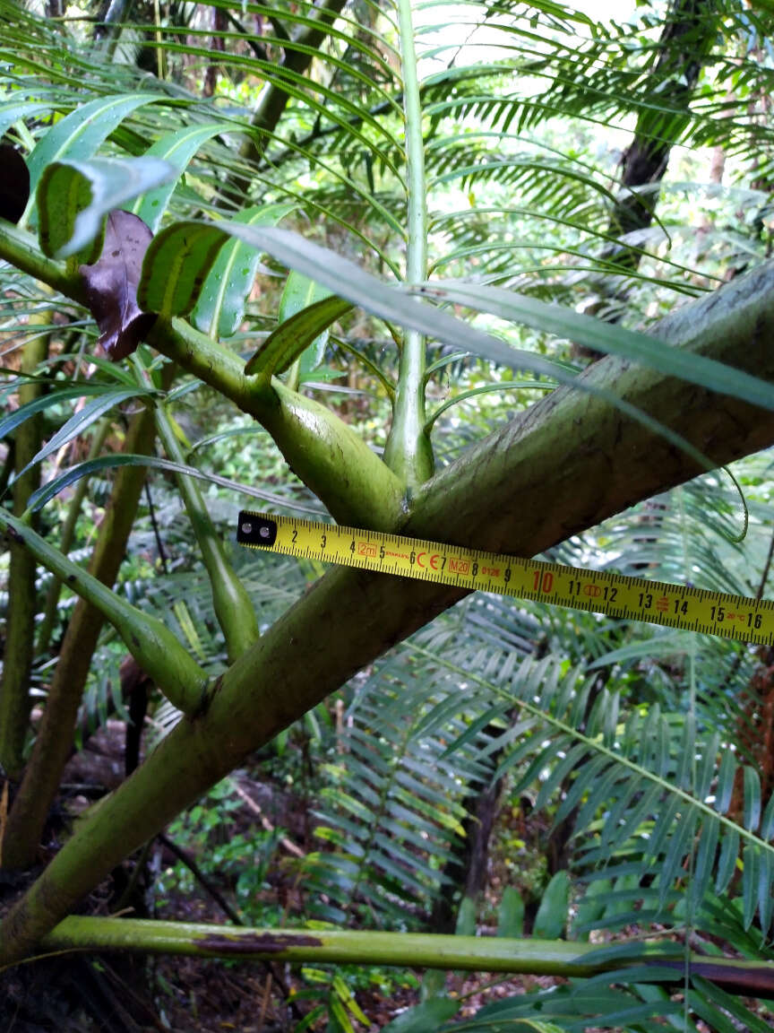 Image of angiopteris fern