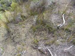 Image of Leucopogon fraseri A. Cunn. ex DC.