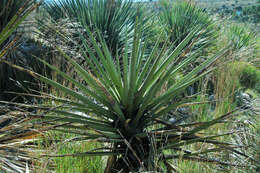 Yucca baccata Torr. resmi