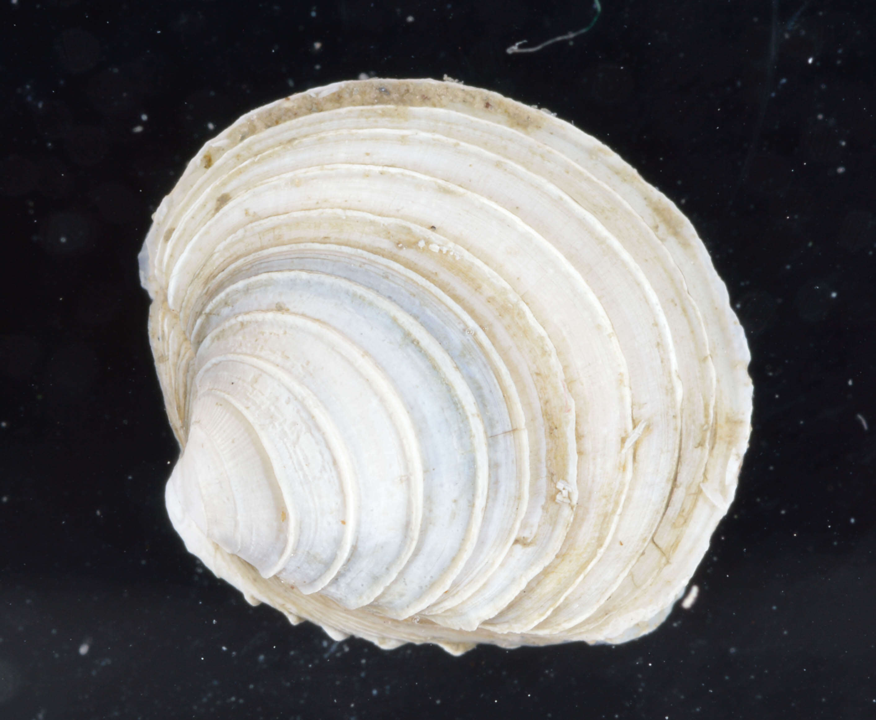 Image of quahog