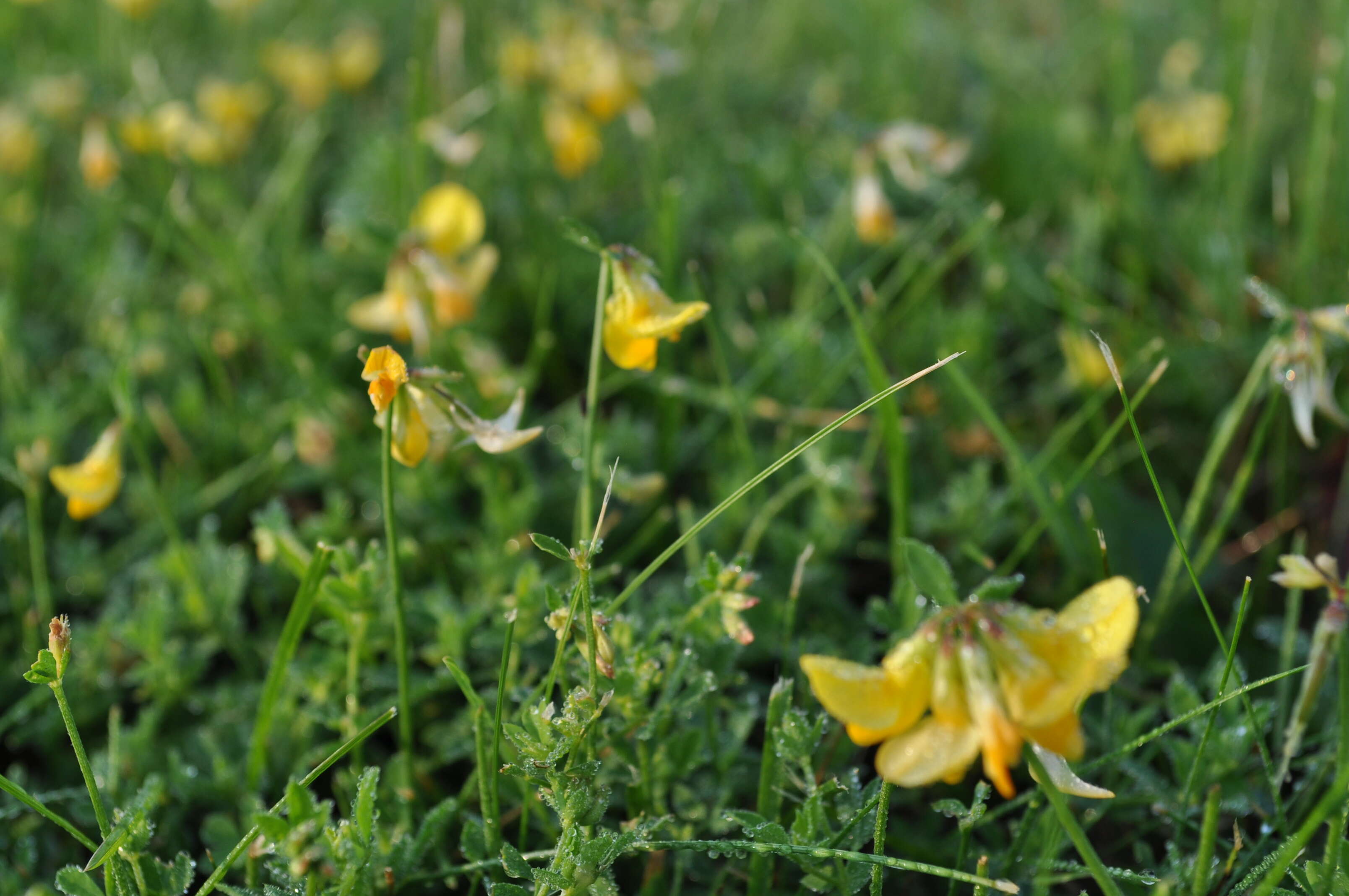 Image of Common Bird's-foot-trefoil