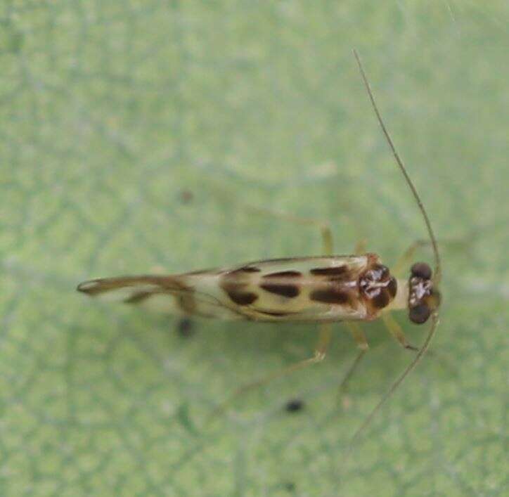 Image of Graphopsocus