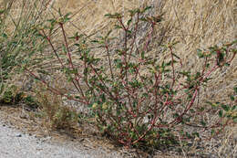 Слика од Euphorbia davidii Subils