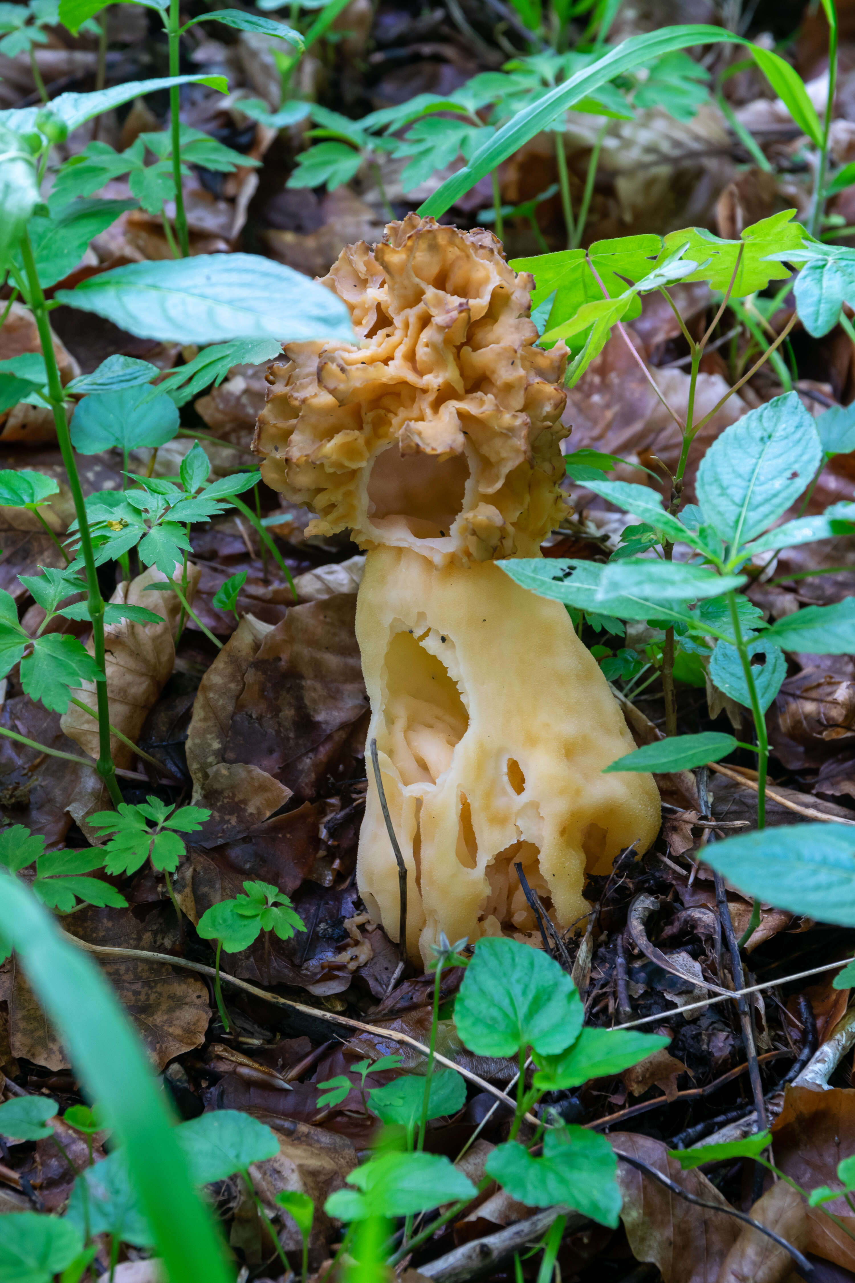 Image of Yellow Morel