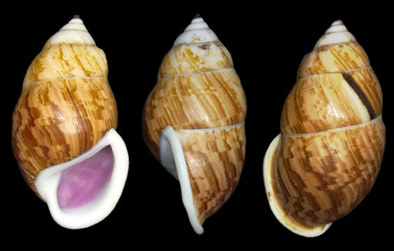 Image of Amphidromus cambojiensis (Reeve 1860)