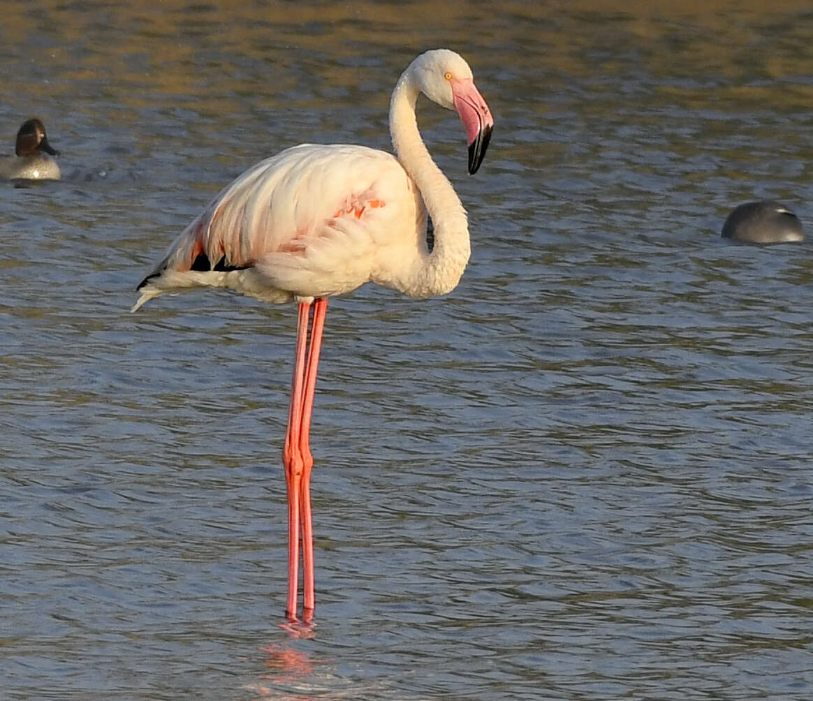 Imagem de Phoenicopterus roseus Pallas 1811