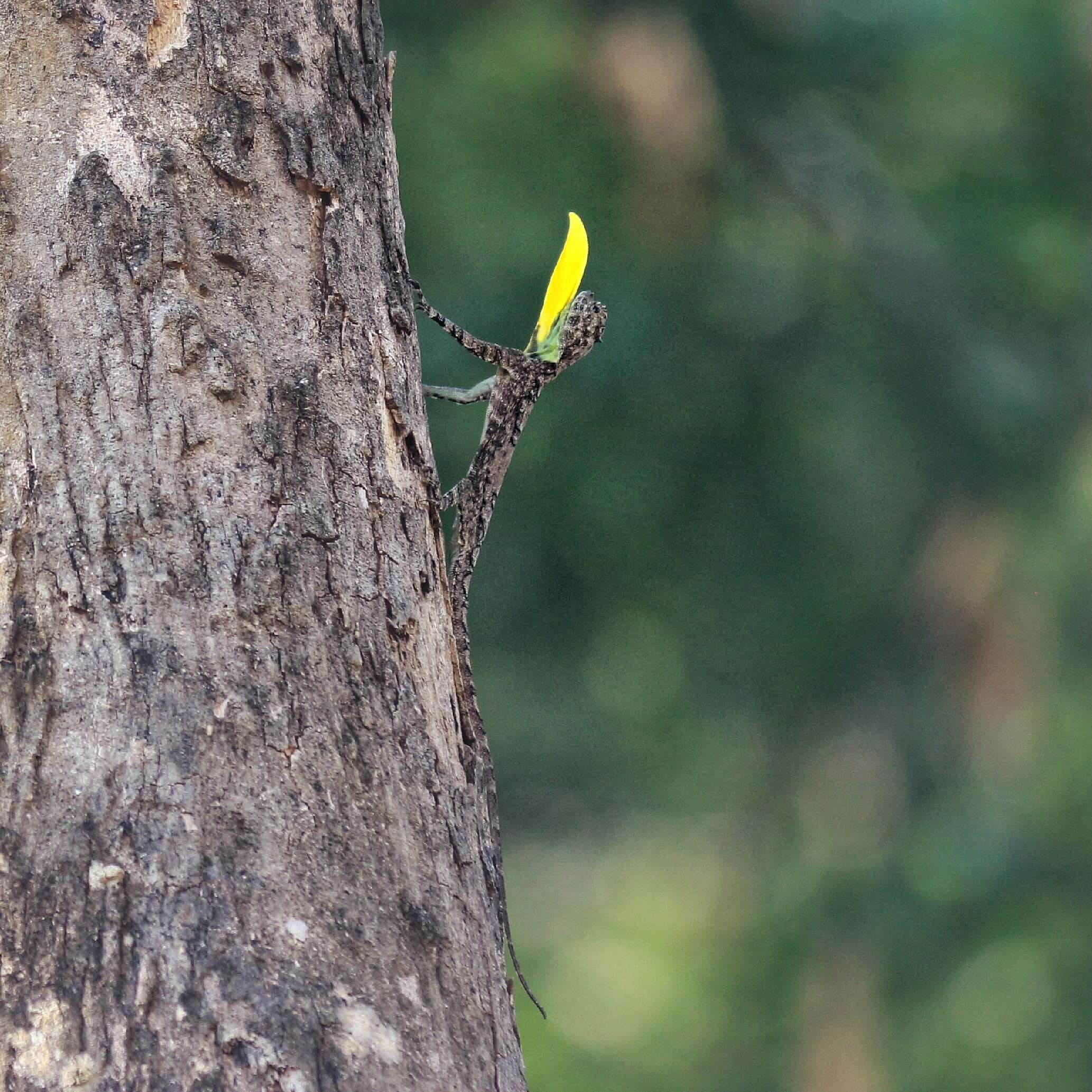 Image of Indian flying lizard