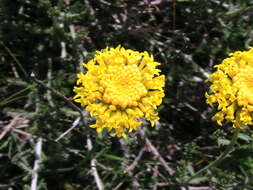 Image of lavender cotton