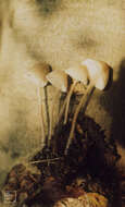 Image of Milk-drop mycena