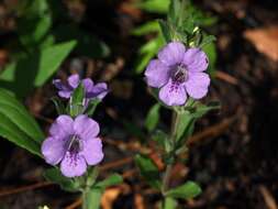 Dyschoriste oblongifolia (Michx.) Kuntze的圖片