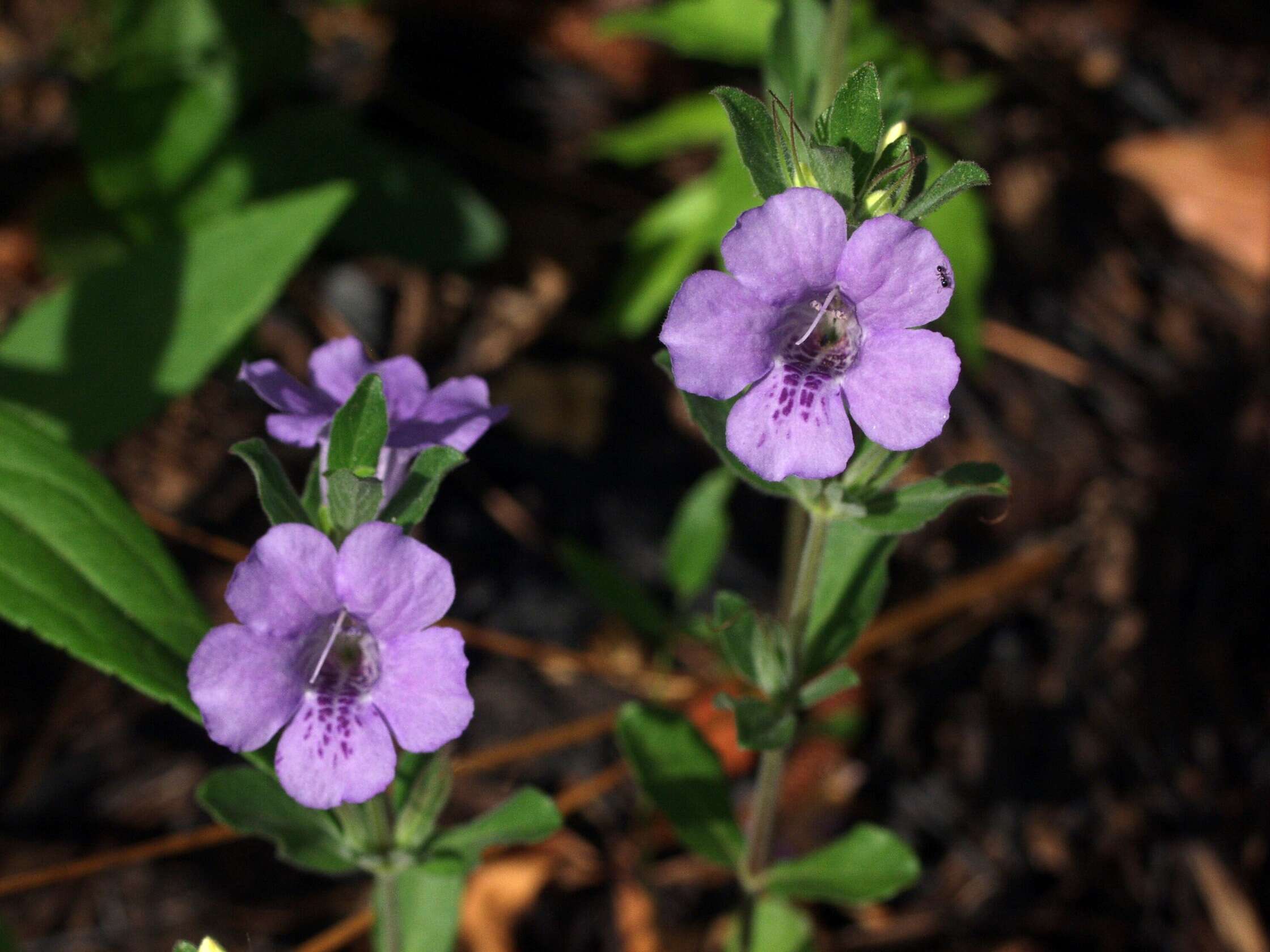 صورة Dyschoriste oblongifolia (Michx.) Kuntze