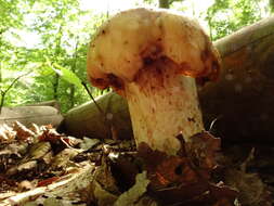 Image of soap tricholoma