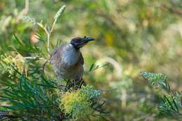 Image of Noisy Friarbird