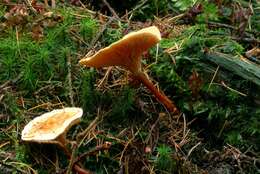 Image of Hygrophoropsis aurantiaca (Wulfen) Maire 1921