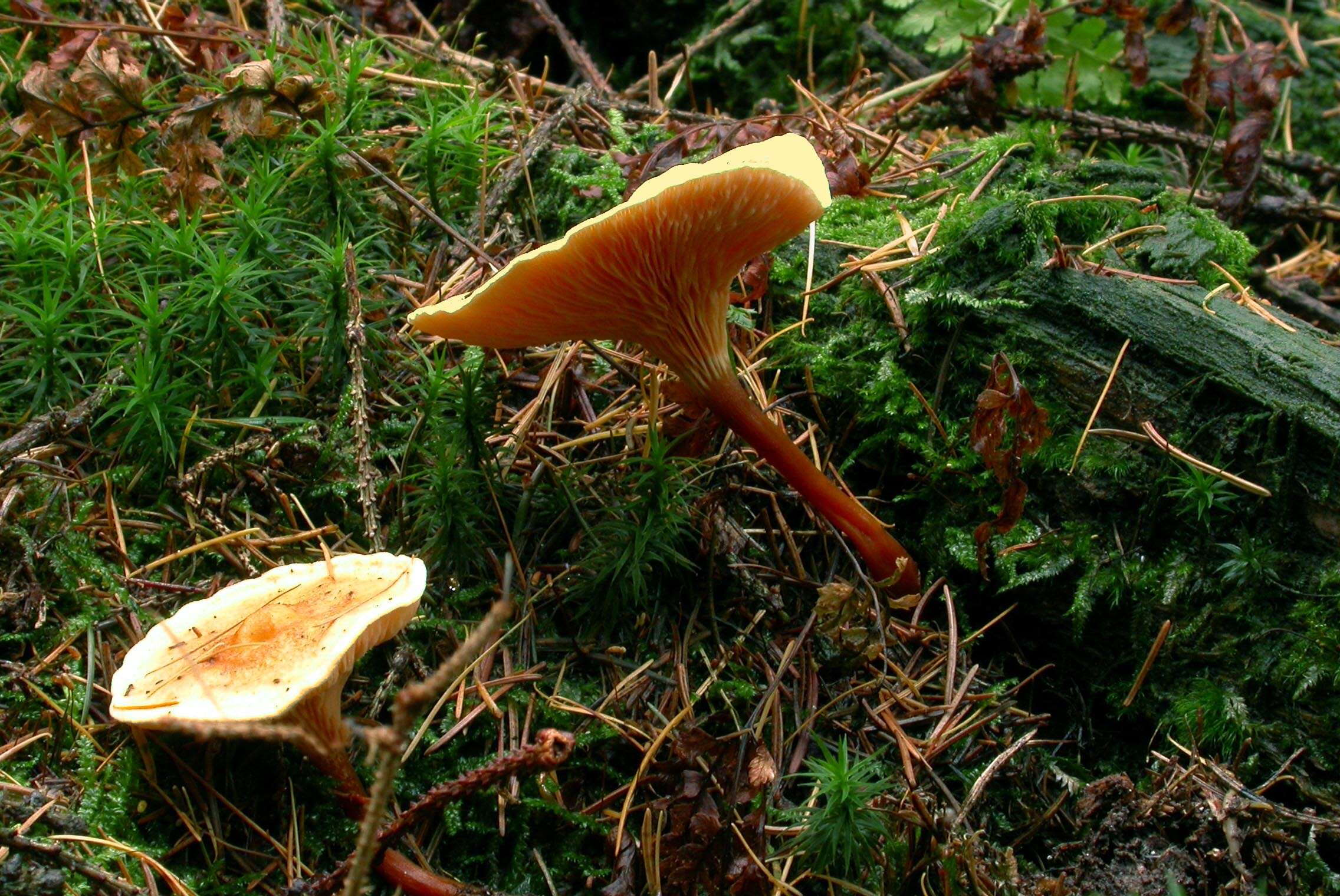 Imagem de Hygrophoropsis aurantiaca (Wulfen) Maire 1921