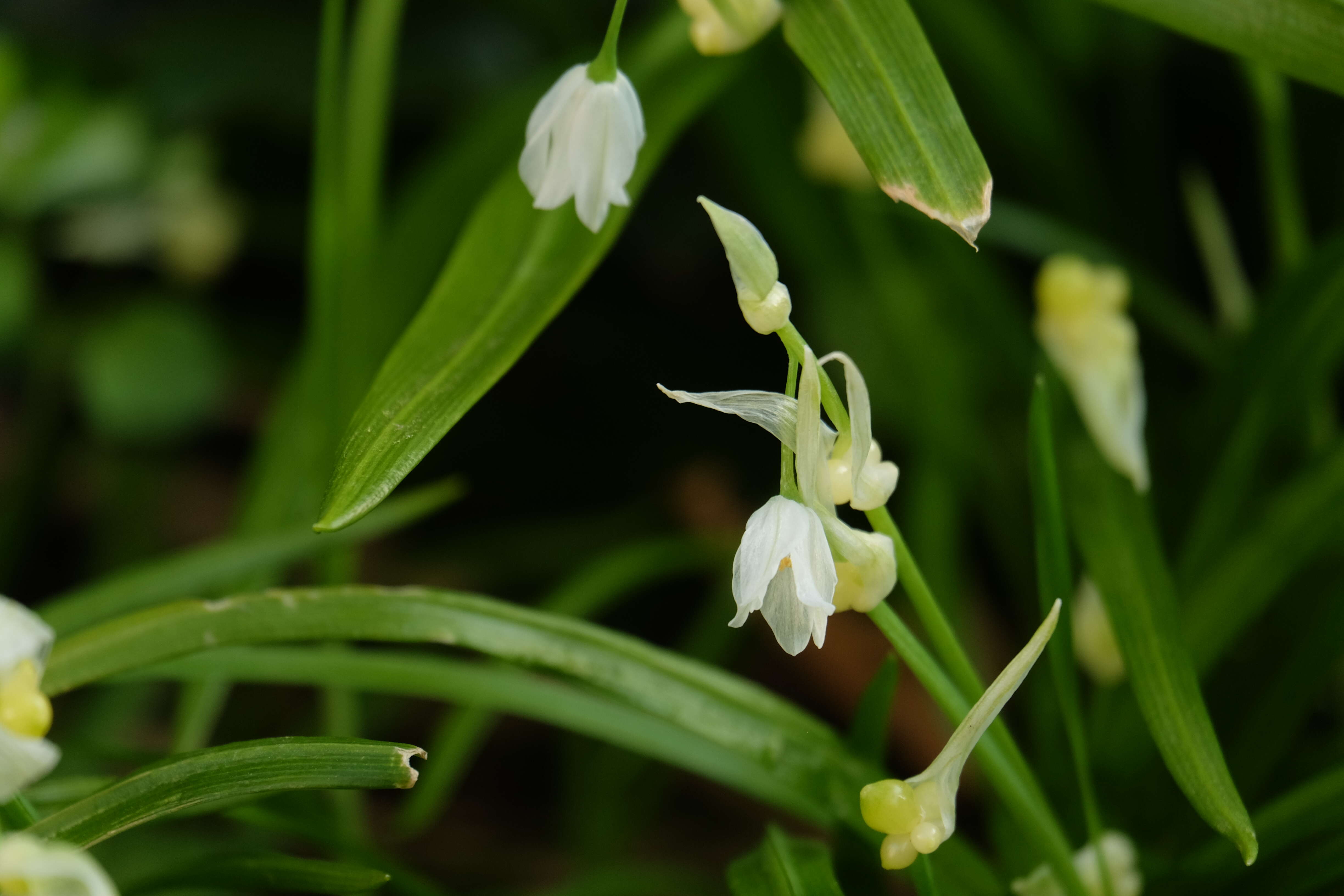 Image of few-flowered leek