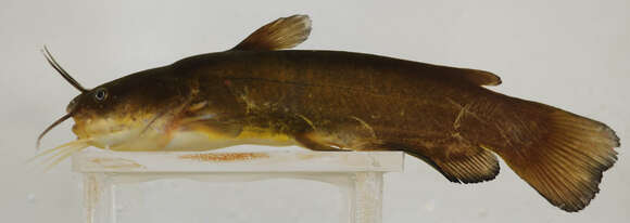 Image of Yellow Bullhead