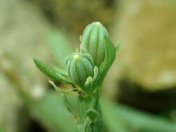 Image of Kleinia madagascariensis (Humbert) P. Halliday