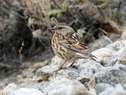 Image of Altai Accentor