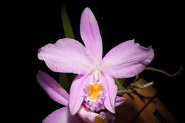 Image of Jonghe's Cattleya