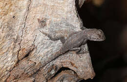 Image of Eastern Fence Lizard