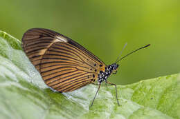 Image de Acraea jodutta Fabricius 1793