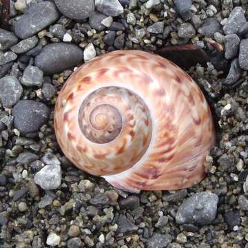 Image of New Zealand moonsnail