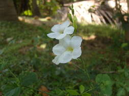 Image of Chinese violet