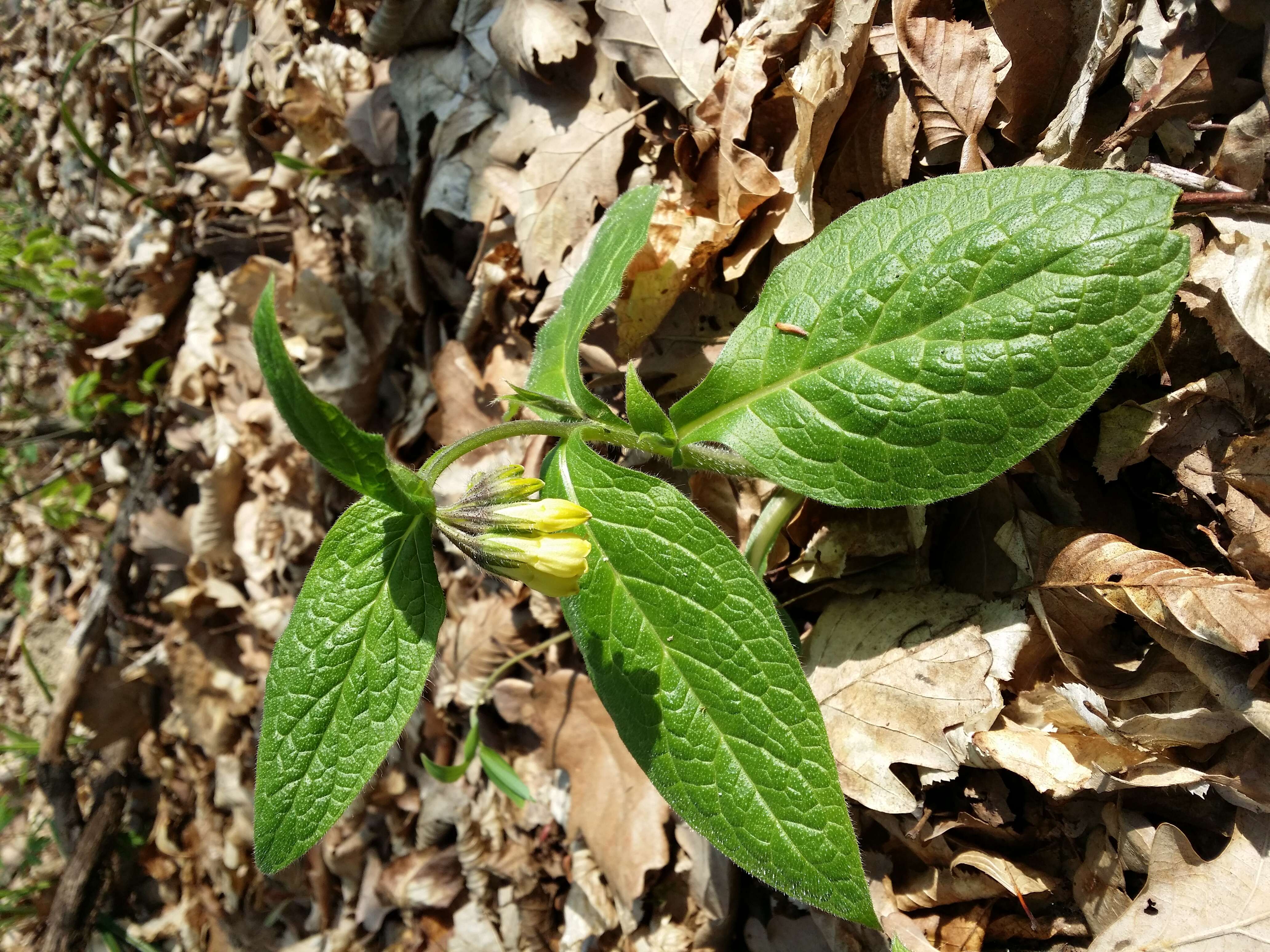 Слика од Symphytum tuberosum L.