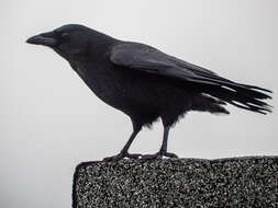 Image of Carrion Crow