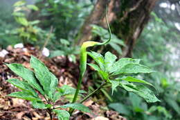 Image of Jack in the pulpit