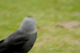 Image of Eurasian Jackdaw