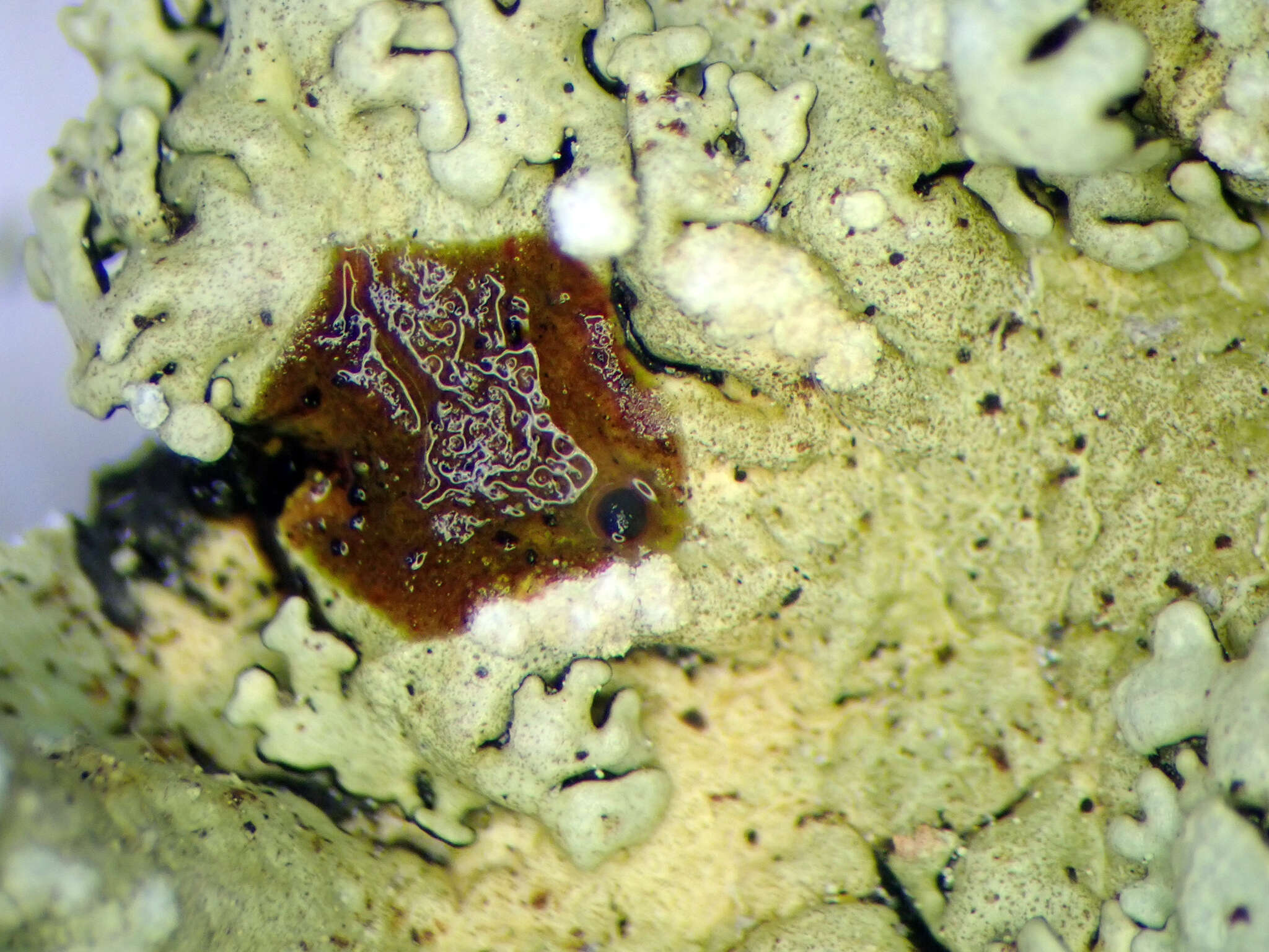 Image of Flavoparmelia soredians (Nyl.) Hale