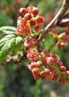 Image of Rock Red Currant