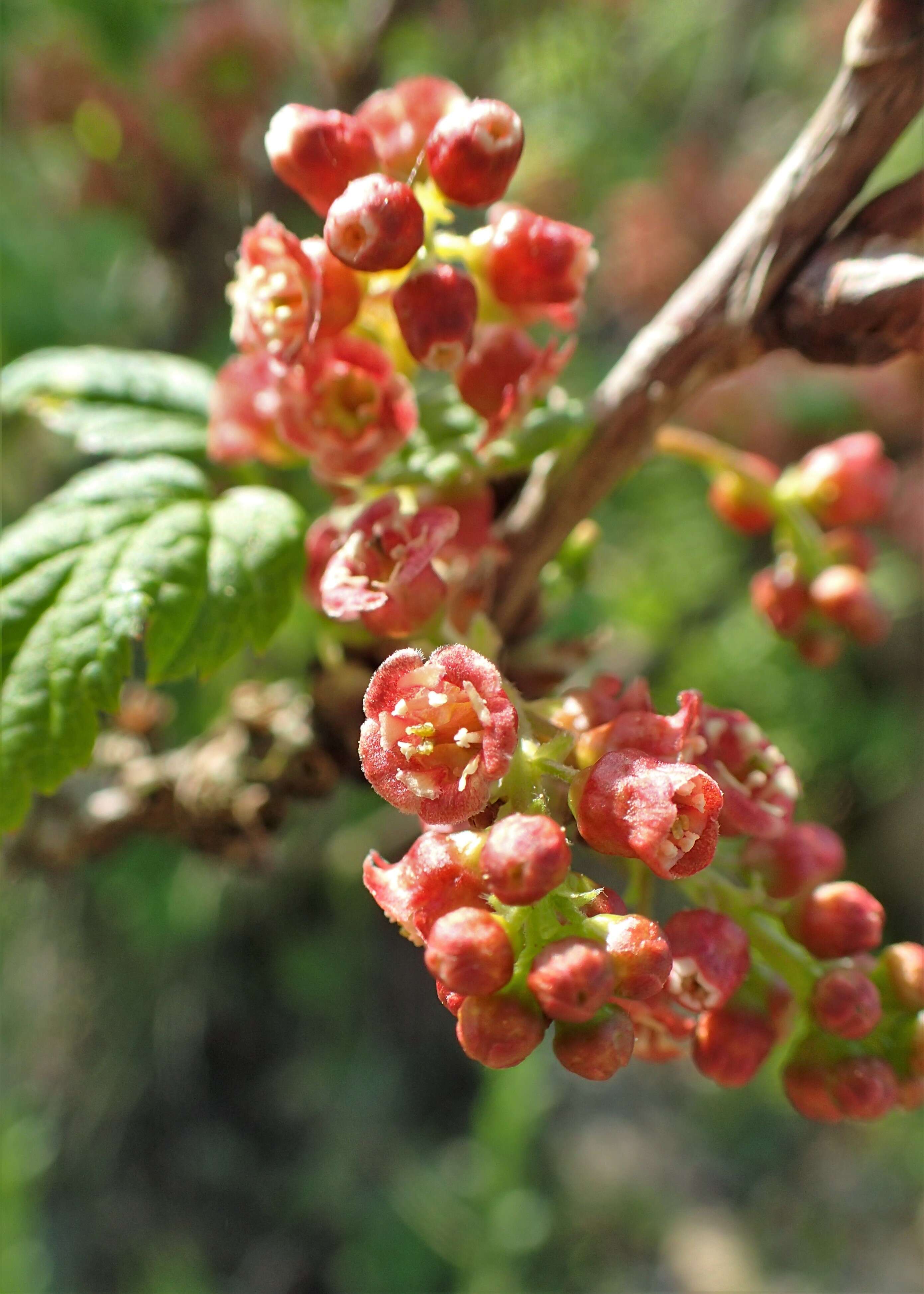 Image of Rock Red Currant