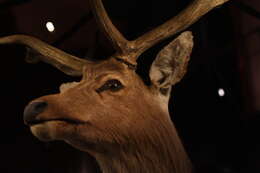 Image of Schomburgk's Deer