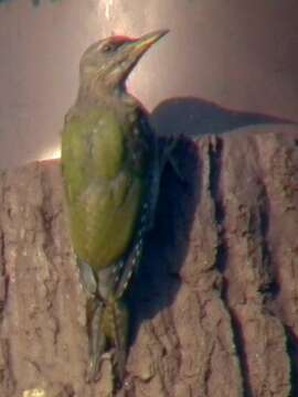 Image of Grey-faced Woodpecker