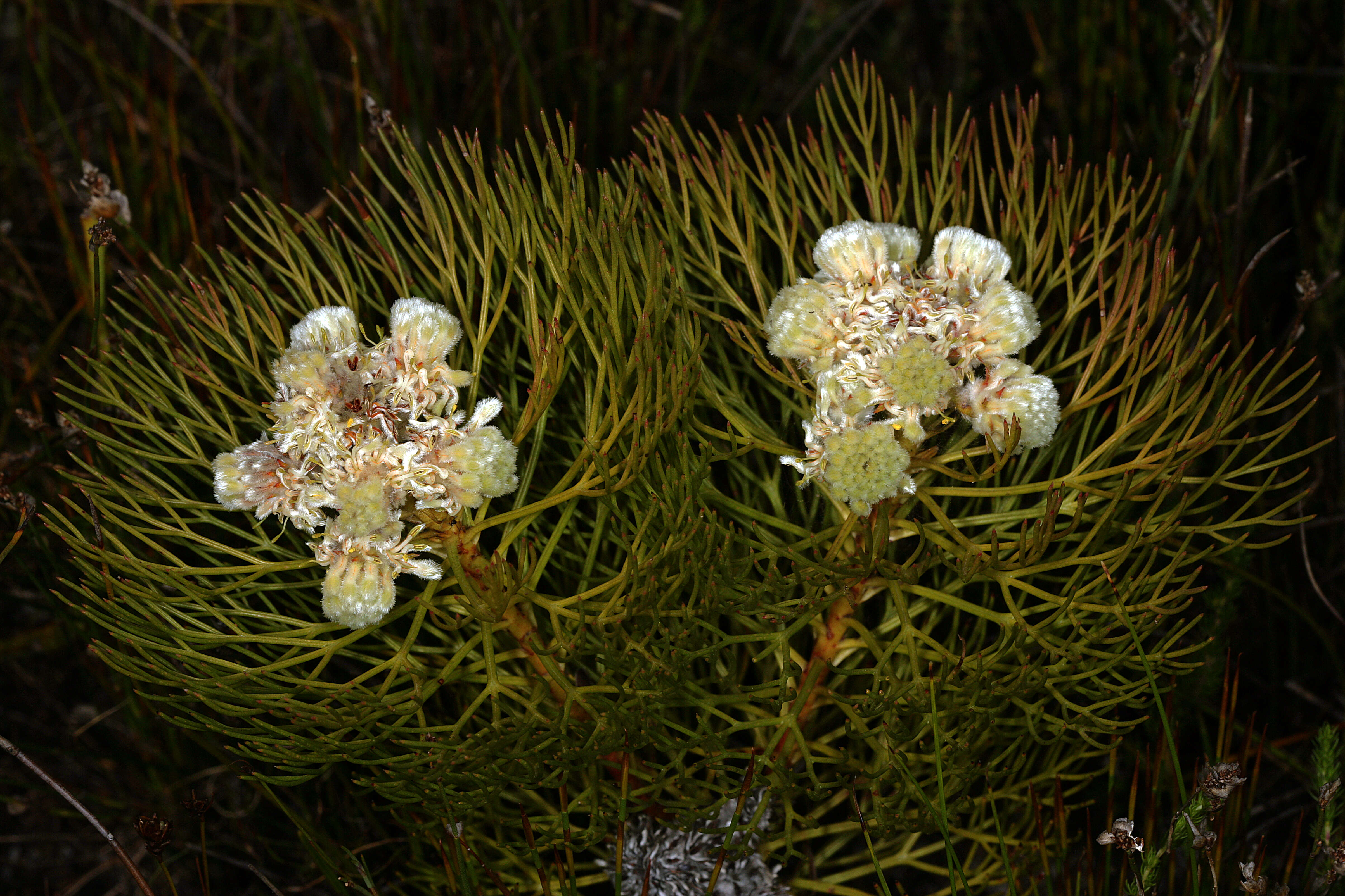 Image of Serruria glomerata (L.) R. Br.