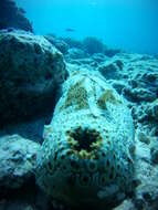 Image of sea cucumbers
