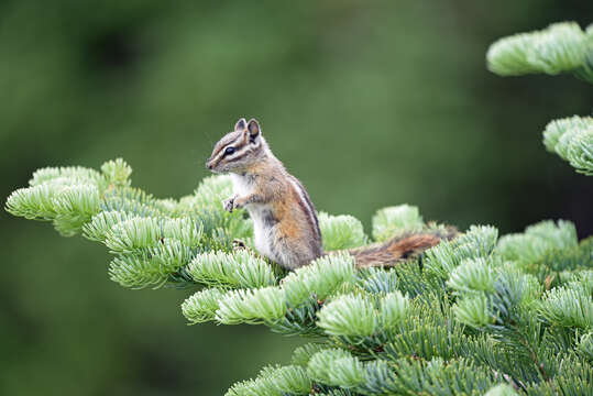 Image of Yellow-pine Chipmunk